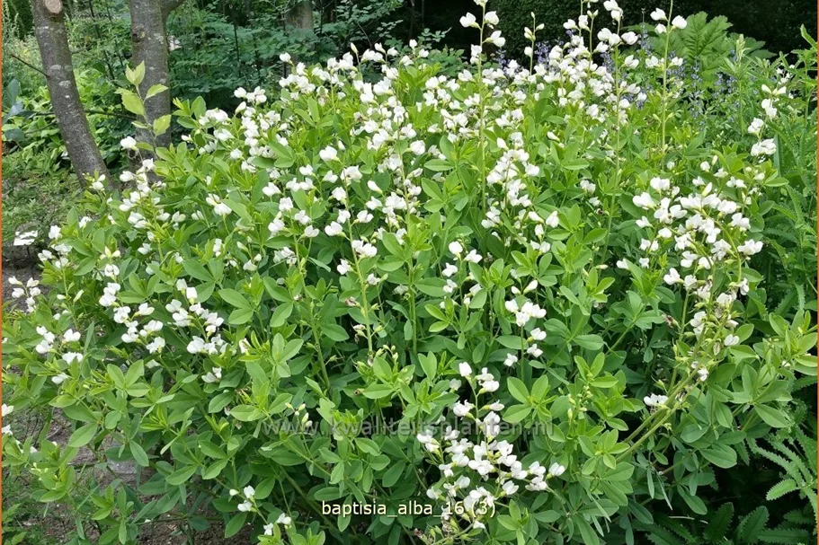 Baptisia alba