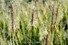 Carex morrowii 'Variegata'