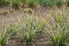 Carex morrowii 'Variegata'