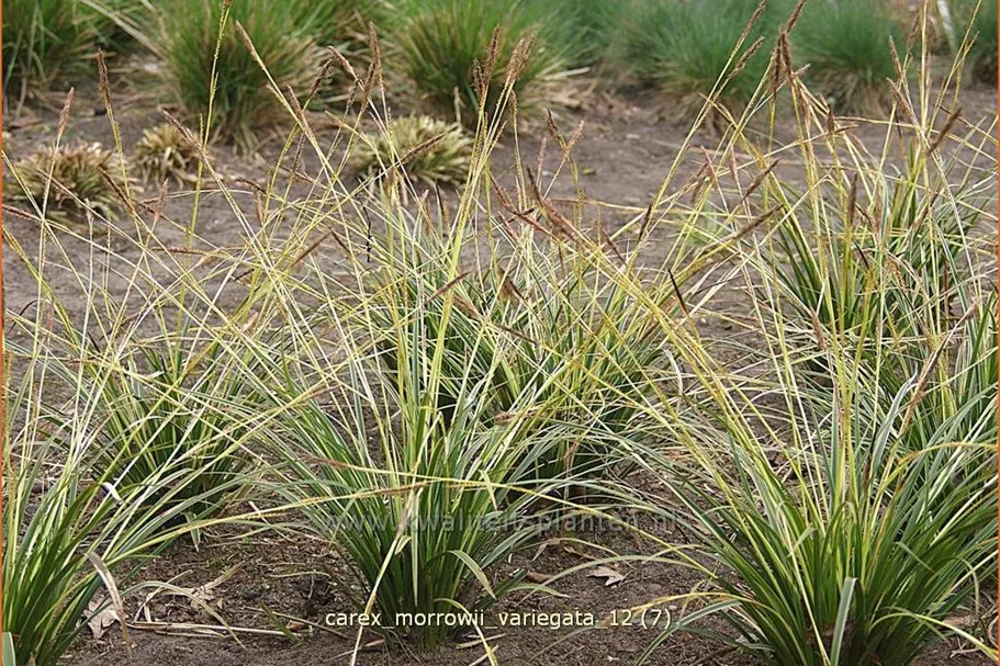 Carex morrowii 'Variegata'