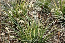 Carex morrowii 'Variegata'