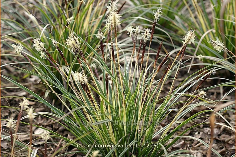 Carex morrowii 'Variegata'