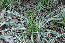 Carex morrowii 'Variegata'