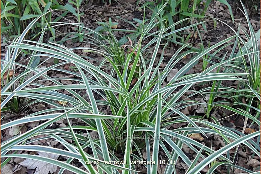 Carex morrowii 'Variegata'