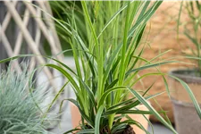 Carex morrowii 'Variegata'