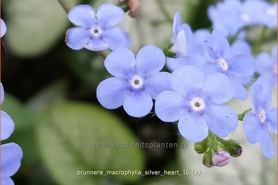 Brunnera macrophylla 'Silver Heart'
