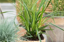 Carex morrowii 'Variegata'