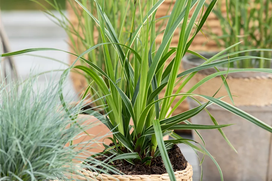 Carex morrowii 'Variegata'