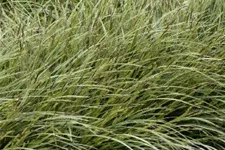 Carex morrowii 'Variegata'