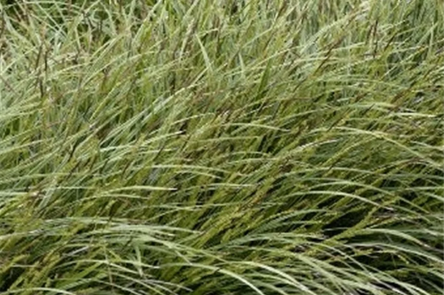 Carex morrowii 'Variegata'