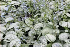 Brunnera macrophylla 'Silver Heart'