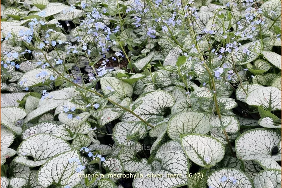 Brunnera macrophylla 'Silver Heart'