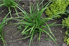 Carex morrowii 'Variegata'