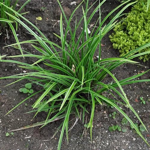 Carex morrowii 'Variegata'