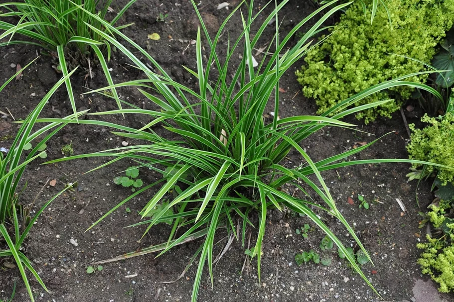Carex morrowii 'Variegata'