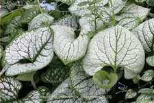 Brunnera macrophylla 'Silver Heart'