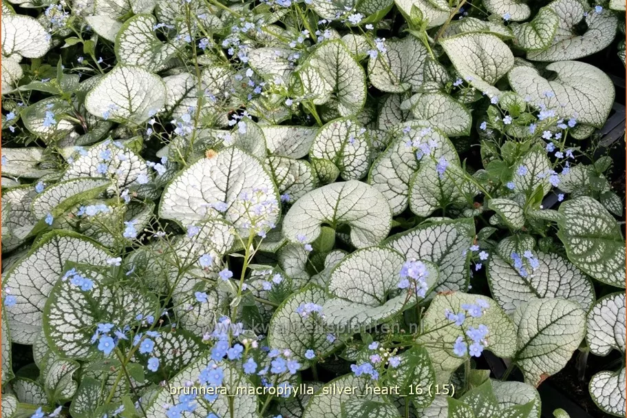 Brunnera macrophylla 'Silver Heart'