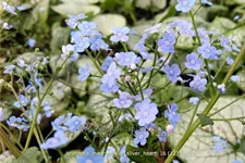 Brunnera macrophylla 'Silver Heart'