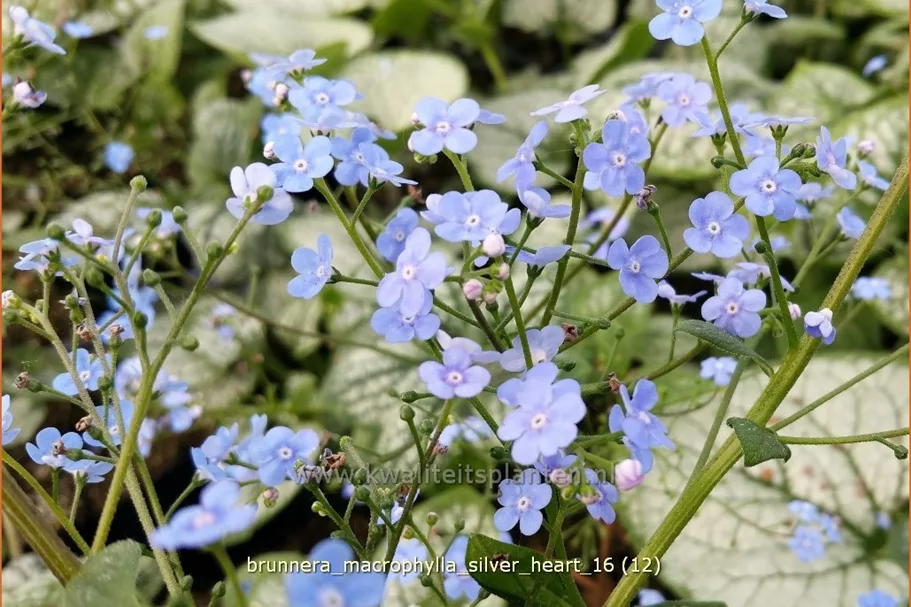 Brunnera macrophylla 'Silver Heart'