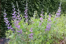 Baptisia australis