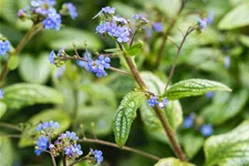 Brunnera macrophylla 'Silver Heart'