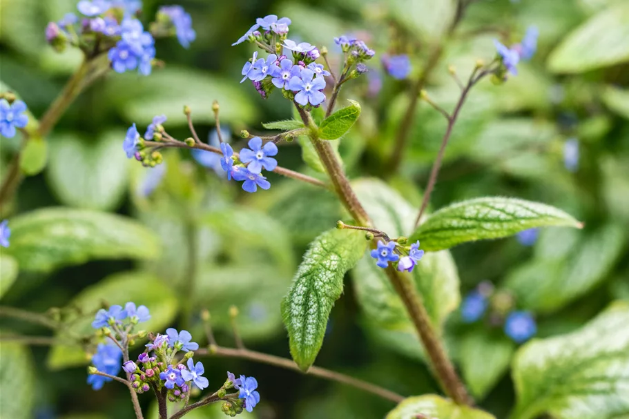 Brunnera macrophylla 'Silver Heart'