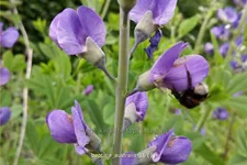 Baptisia australis