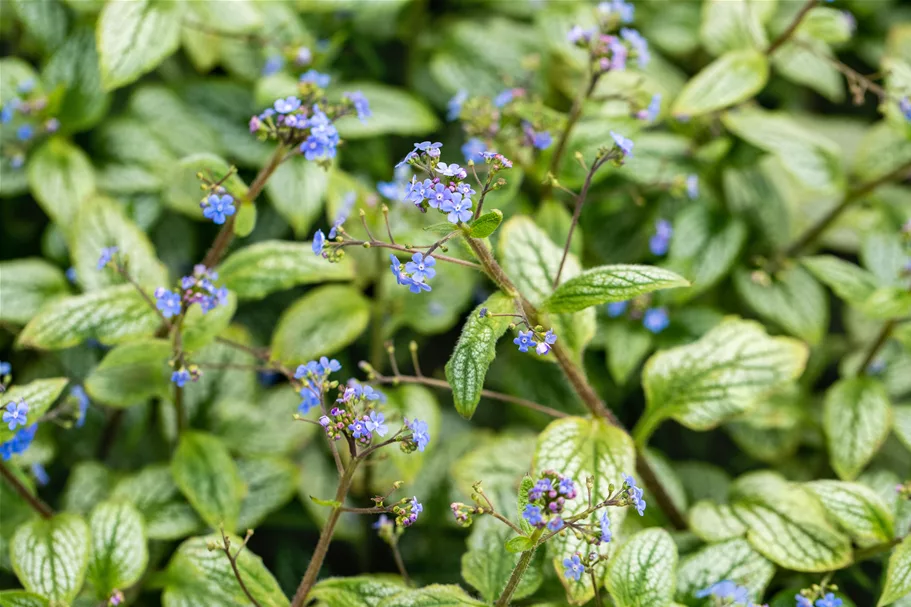 Brunnera macrophylla 'Silver Heart'