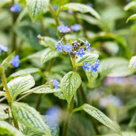 Brunnera macrophylla 'Silver Heart'