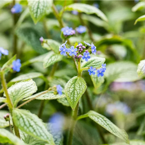 Brunnera macrophylla 'Silver Heart'