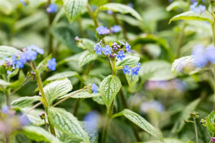 Brunnera macrophylla 'Silver Heart'