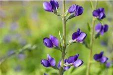 Baptisia australis