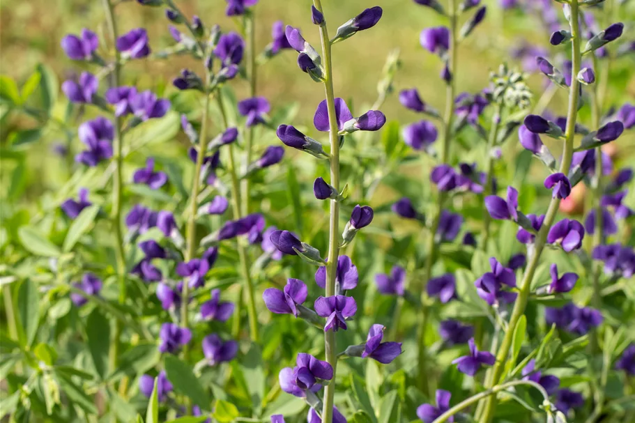 Baptisia australis