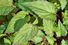 Campanula punctata 'Beetroot'