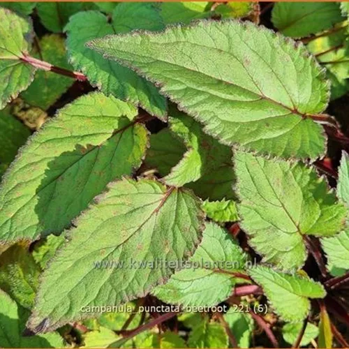 Campanula punctata 'Beetroot'
