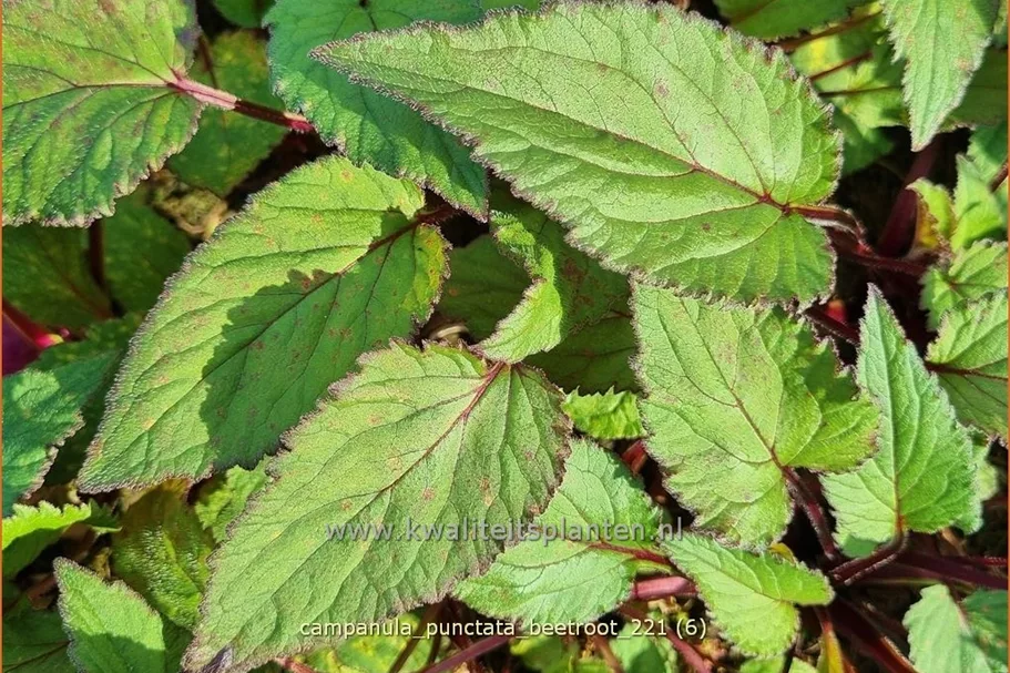 Campanula punctata 'Beetroot'