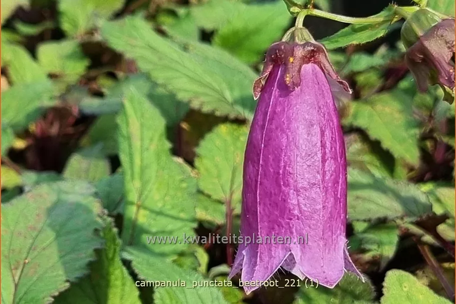 Campanula punctata 'Beetroot'
