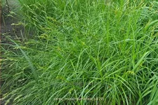 Carex muskingumensis