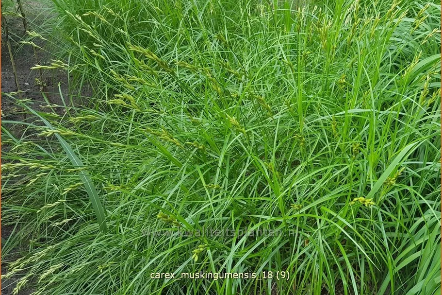 Carex muskingumensis