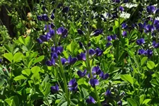 Baptisia australis
