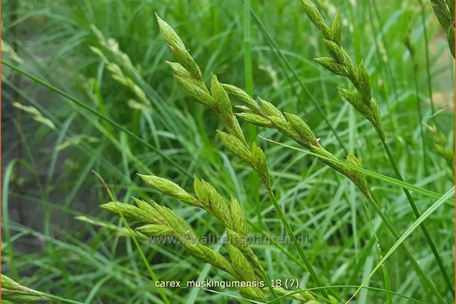 Carex muskingumensis