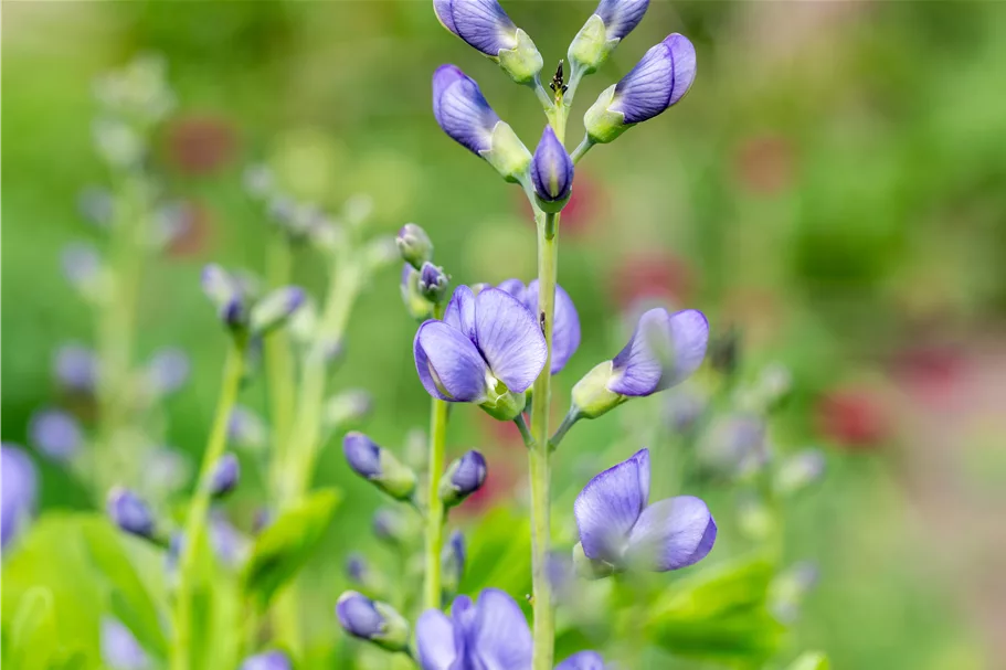 Baptisia australis