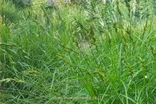 Carex muskingumensis