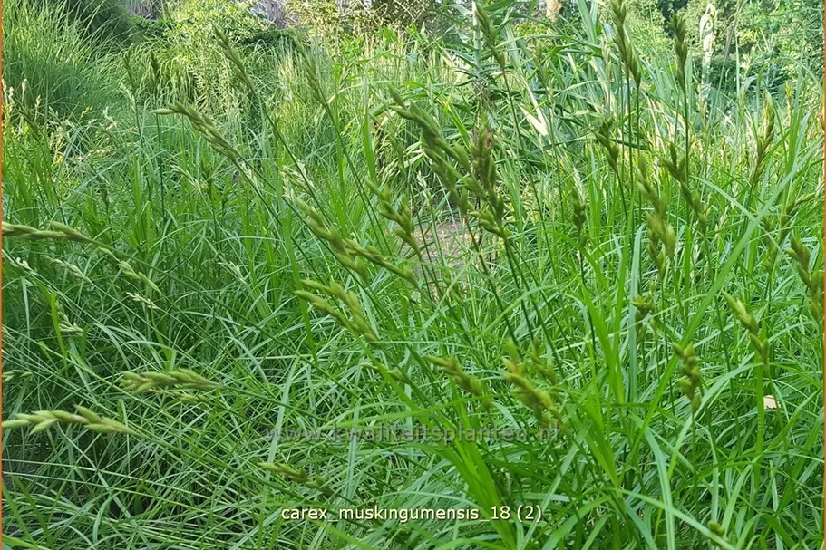 Carex muskingumensis