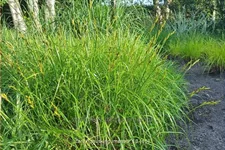 Carex muskingumensis
