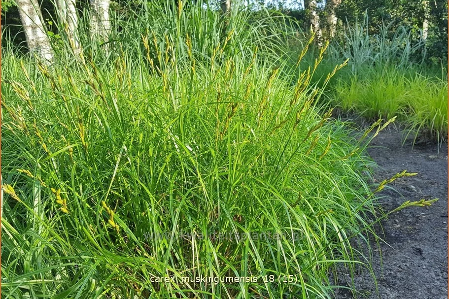 Carex muskingumensis