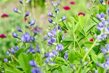 Baptisia australis