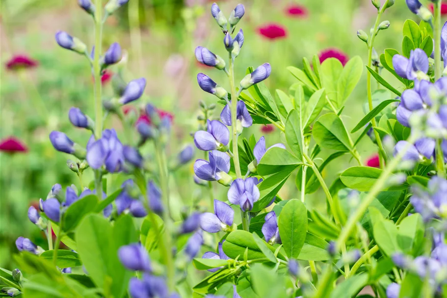 Baptisia australis