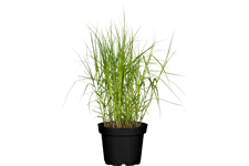 Carex muskingumensis