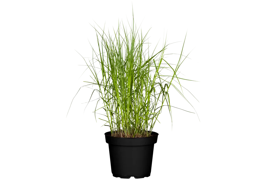 Carex muskingumensis